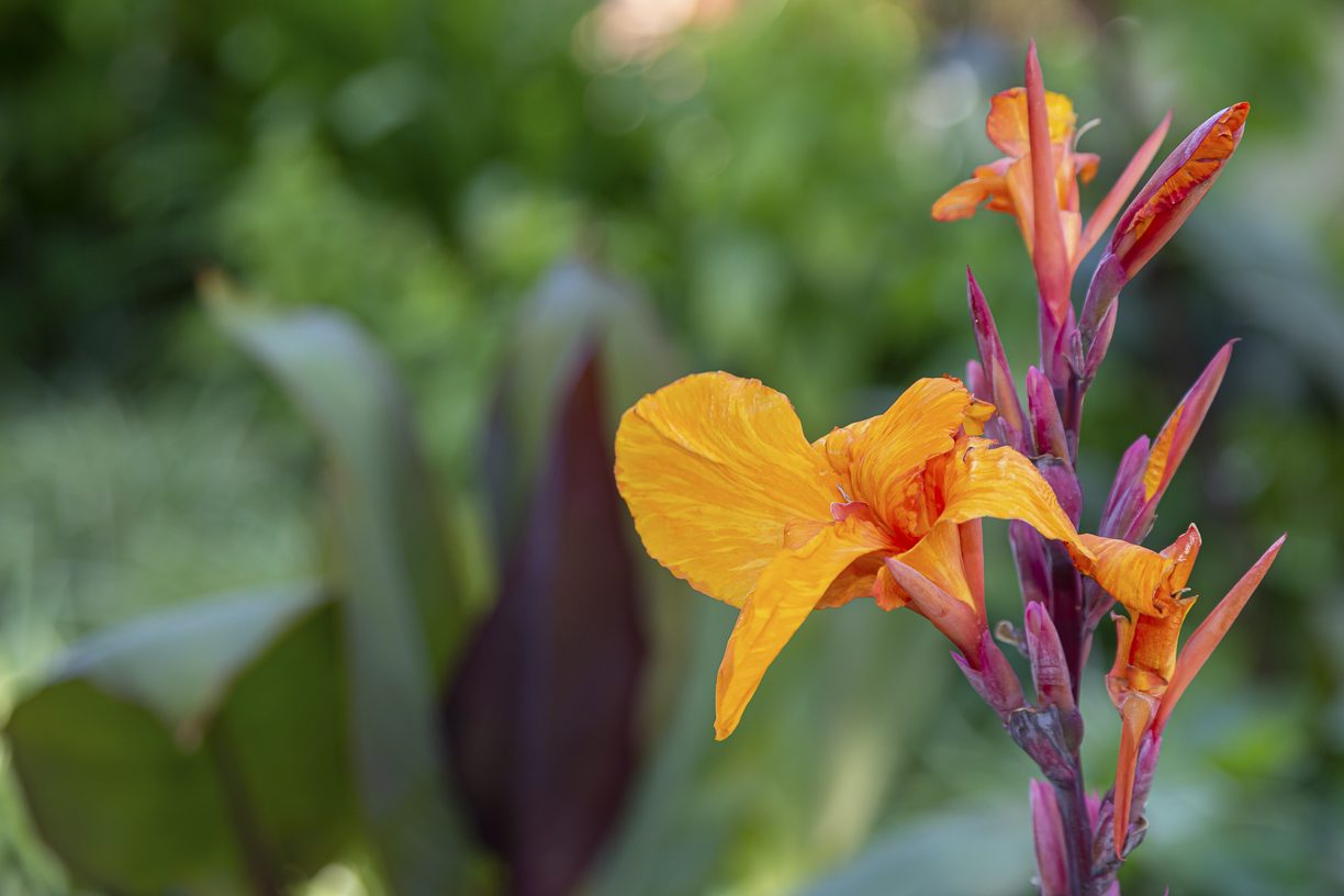 A canna lily in flower in the gardens of The British Retirement Home